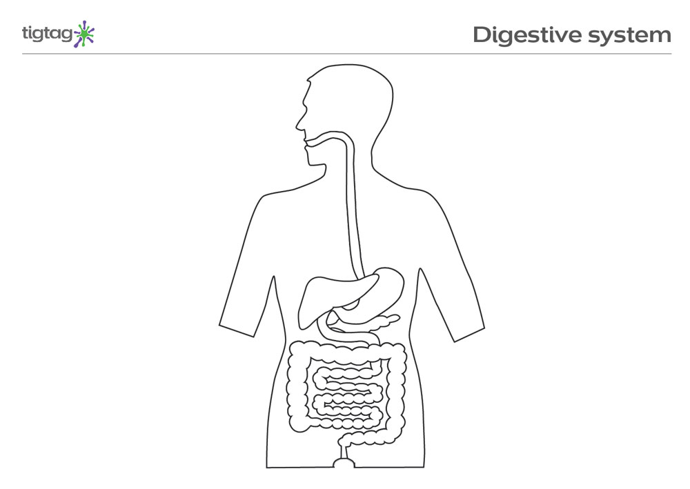 Digestive System Diagram For Kids Worksheet